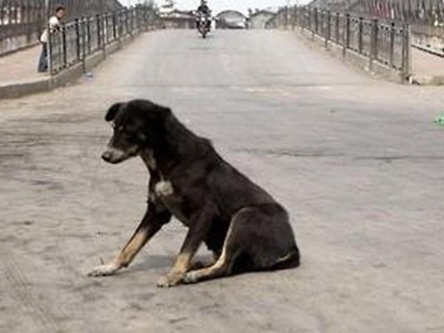 인도 병원 수술실서 개떼 습격으로 신생아 사망