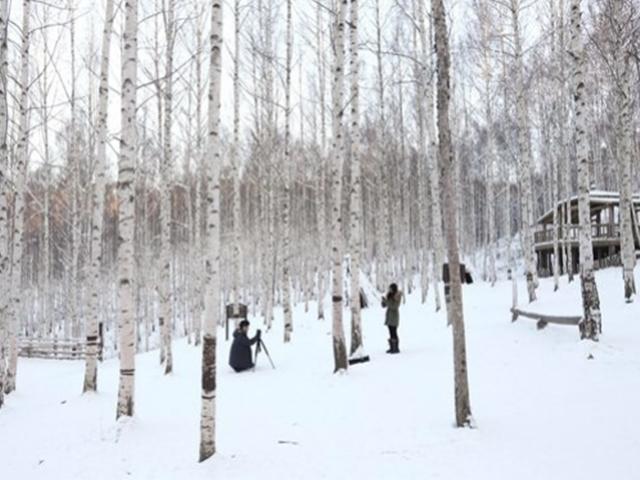 눈꽃, 상고대, 설원, <strong>자작나무숲</strong>… 겨울 막바지 제대로 즐기려면