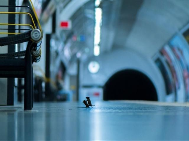 런던지하철 플랫폼에 발길 끊기면 생쥐들의 드잡이가