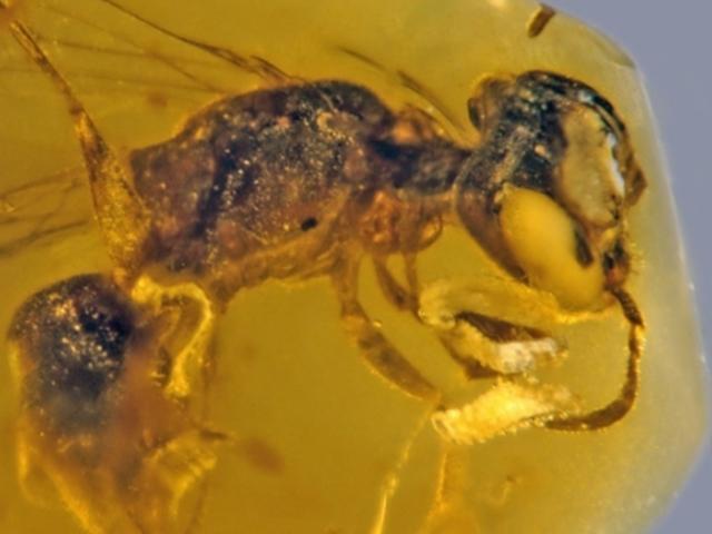 1억 년 전 ‘꿀빨다’ 호박에 갇힌 백악기 꿀벌과 기생충