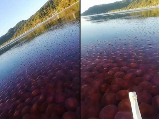 필리핀 뒤덮은 수많은 ‘핑크색 해파리’…코로나19 영향? (영상)