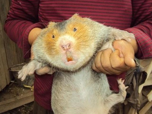 중국 양식 중인 대나무쥐 2500만 마리 몰살 위기 왜