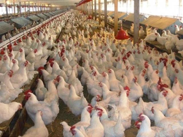 ‘닭장 사육’ 인간 전염병을 키우다