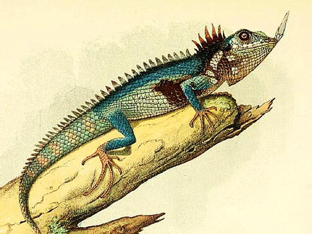 코에 뿔 달린 희귀 도마뱀, 약 100년만에 발견…멸종된 줄 알았다