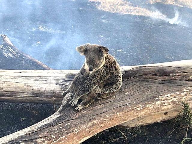 “호주 <strong>산불</strong>로 피해받은 동물 30억 마리…최악 자연재해”