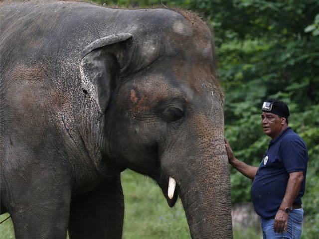 35년 갇혀 살다 정신질환…‘가장 외로운 코끼리’ 이제 자유만 남았다
