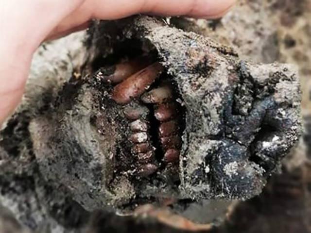 2만년 전 멸종한 ‘동굴곰’…완벽한 미라 상태로 첫 발견
