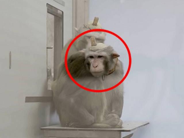 두개골에 전극 박은 실험용 원숭이…인간의 이기심 vs 불가피한 <strong>희생</strong>