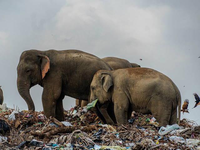 쓰레기장 뒤지는 굶주린 야생 코끼리떼…인간이 만든 비극