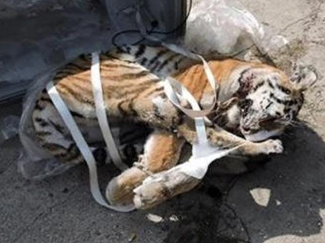 러시아 극동 냉동차서 꽁꽁 언 '백두산 호랑이' 사체 발견