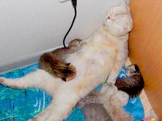 ‘한국식 난방’이 고양이에게 얼마나 위험한지 보여주는 사진 한 장