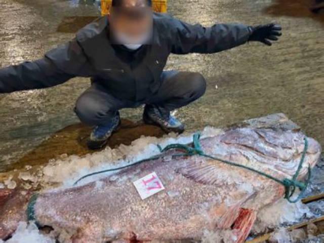 ‘전설의 심해어’ 120kg 돗돔, 부산서 270만원에 낙찰