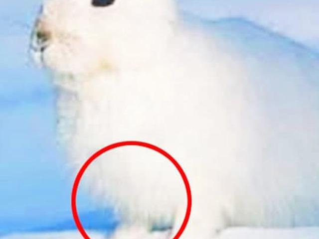 마시멜로 같은 북극 토끼에게 숨겨진 대반전 모습