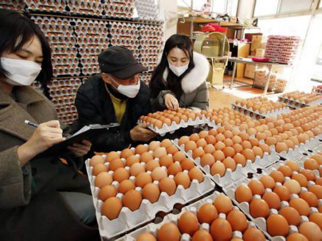 달걀 값이 너무해…AI발 ‘계란파동’ 재현?!