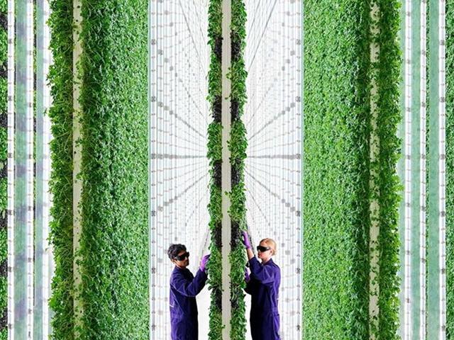 인공토양과 인공광 활용한 ‘수직농장’…농업의 미래될까?