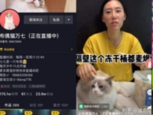 반려동물 라이브 방송에 푹 빠진 중국