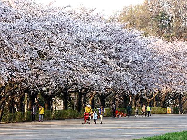 [봄生봄死] 亞 전역 뒤흔드는 분홍빛 세레나데…어디 꽃밭이 최고일까?