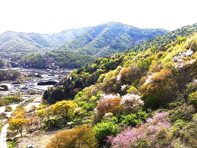 [자박자박 소읍탐방] 산벚 진다고 봄이 시들까... 꽃을 타고 오르는 산골의 신록