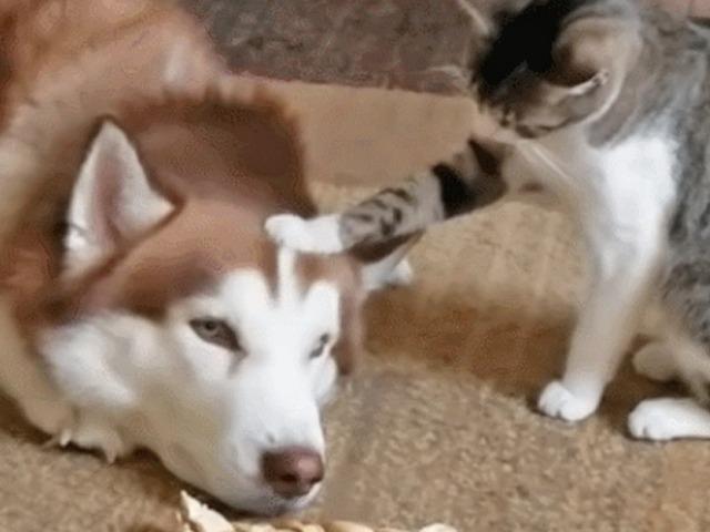 ‘나 건드리지 마’ 강아지와 고양이 언어 차이가 불러일으킨 싸움