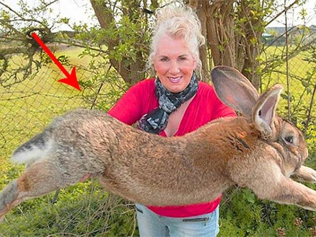 “제발 돌려주세요” 세계에서 몸집이 가장 긴 토끼 실종 사건