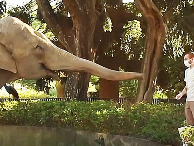 코끼리는 인간을 귀여운 댕댕이로 생각한다는 증거 사진