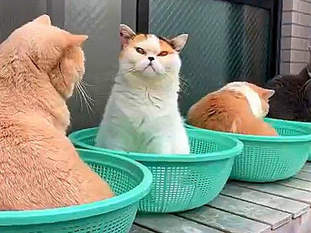 ‘이그 노벨상감’ 일본 열도 뒤집어놨다는 ‘고양이 소쿠리 실험’의 정체