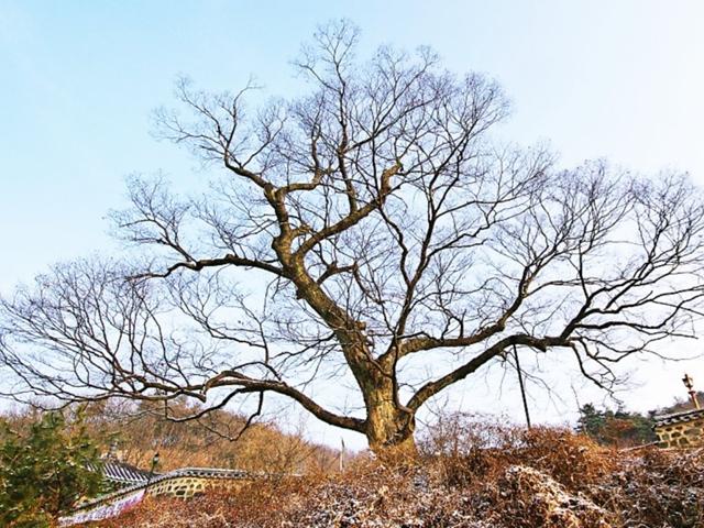 '비암사' 860년 느티나무와 도깨비도로