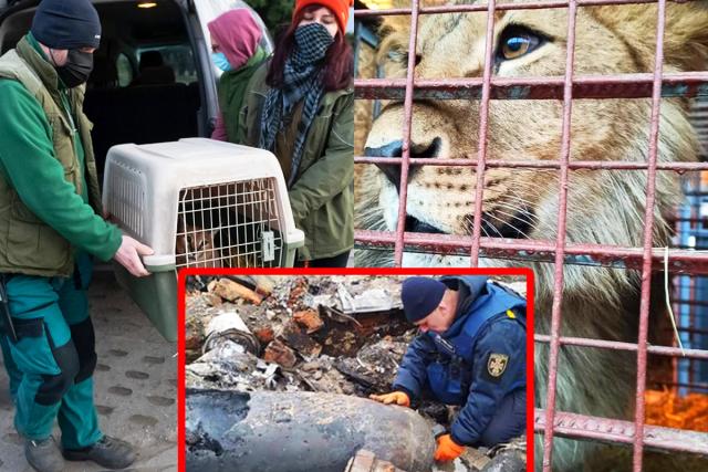 ‘<strong>푸틴</strong> 때문에 이정도로…’ 침공 당한 우크라이나 동물원이 처한 상황