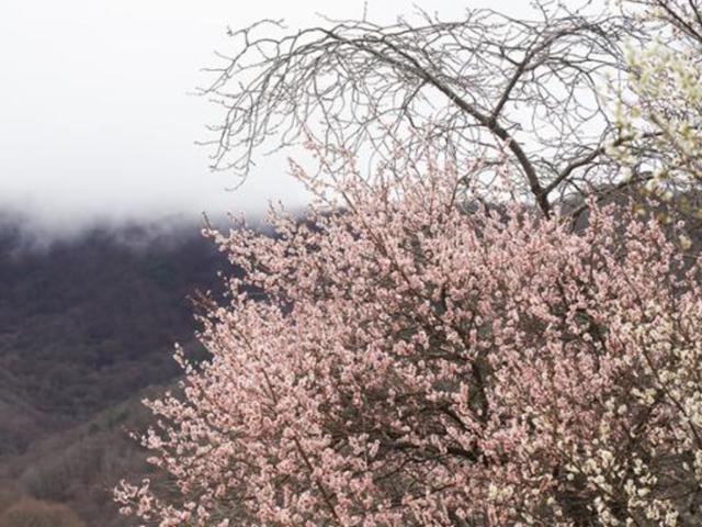 '꽃몸살' 구례... 섬진강 거슬러 산사로 오르는 봄