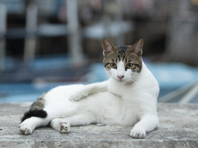 “길냥이 중성화 언제가 좋나요?”…동네 고양이 올바른 돌봄법