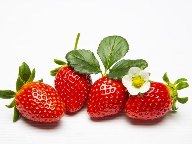 80년 역사 우리나라 딸기 재배의 시작점 `밀양 딸기`
