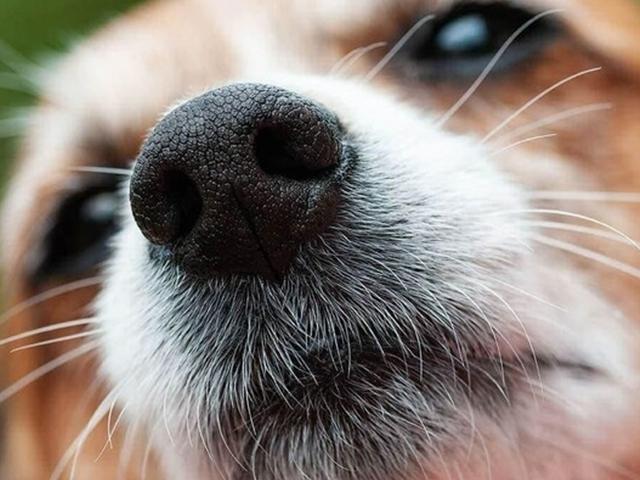 촉각의 40%가 수염에 있다고? 강아지 수염의 역할와 특징 (+상황)