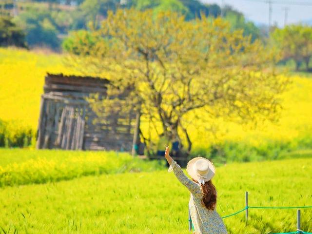 “청량함 가득한 인생 포토스팟!” 국내 손꼽히는 청보리밭·유채꽃 여행지