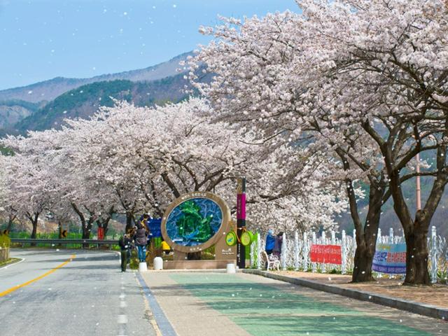 <strong>피크닉</strong>부터 드라이브까지, 벚꽃 명당 영천 임고강변공원